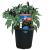 CHILLI RUMBA TASTY BITE 150MM POT