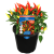  CHILLI SAMBA TASTY BITE 150MM POT
