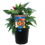  CHILLI THAI TASTY BITE 150MM POT