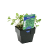  MARJORAM SWEET HERB HARVEST 100MM POT