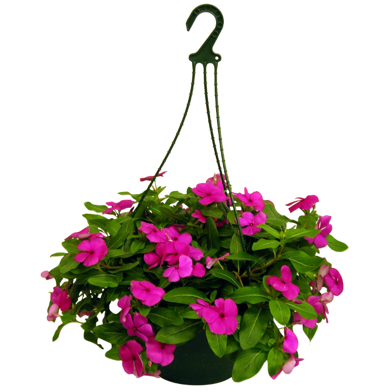 Oasis Horticulture VINCA CASCADE LILAC HANGING BASKET 270MM POT