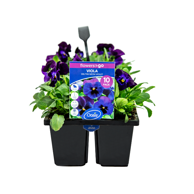 Oasis Horticulture Pty Ltd VIOLA DELTINI NEON VIOLET FLOWERS TO GO 10