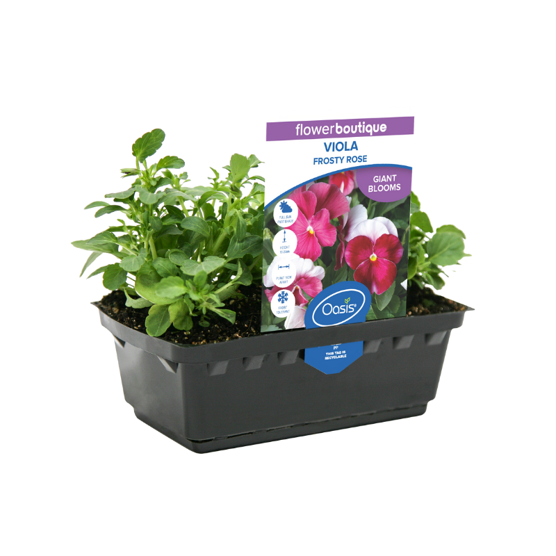 Oasis Horticulture Pty Ltd VIOLA FROSTY ROSE FLOWER BOUTIQUE