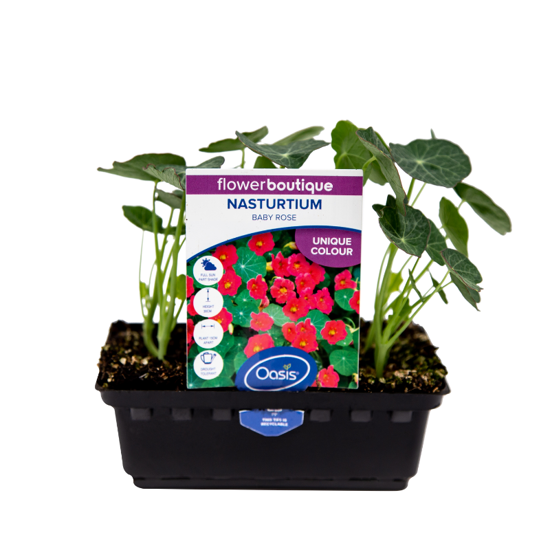 Oasis Horticulture NASTURTIUM BABY ROSE FLOWER BOUTIQUE