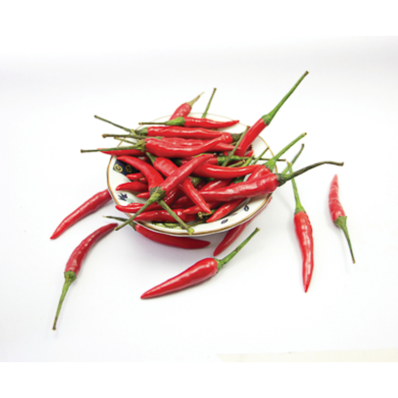 Oasis Horticulture | CHILLI INDIA GOURMET HARVEST 125MM POT