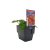  STRAWBERRY SUPREME GOURMET HARVEST 125MM POT