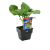  BROCCOLI BAMBINO GARDEN HARVEST 100MM POT