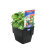  STRAWBERRY DELIZZ GOURMET HARVEST 125MM POT