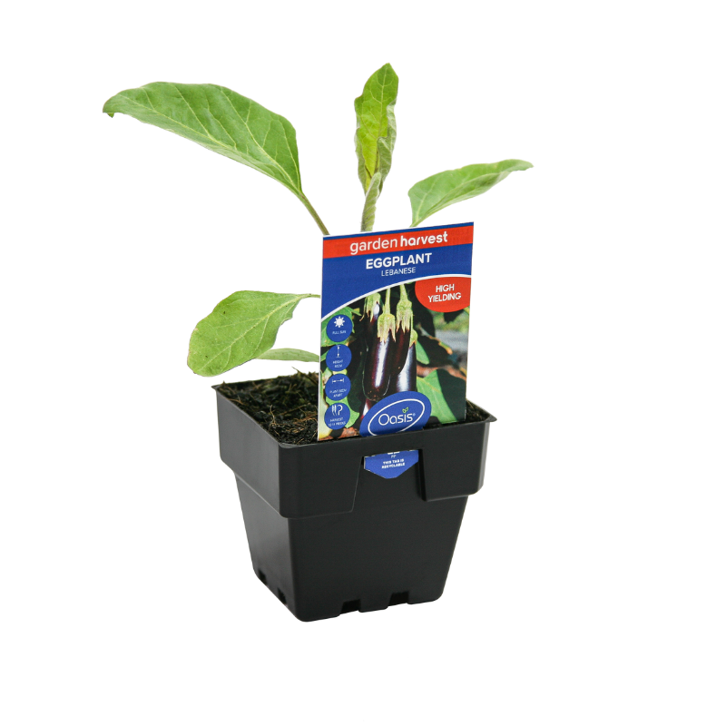 Oasis Horticulture Pty Ltd EGGPLANT LEBANESE GARDEN HARVEST 100MM POT