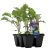  KALE WINTER WONDERLAND VEGIES TO GO 6 CELL PACK