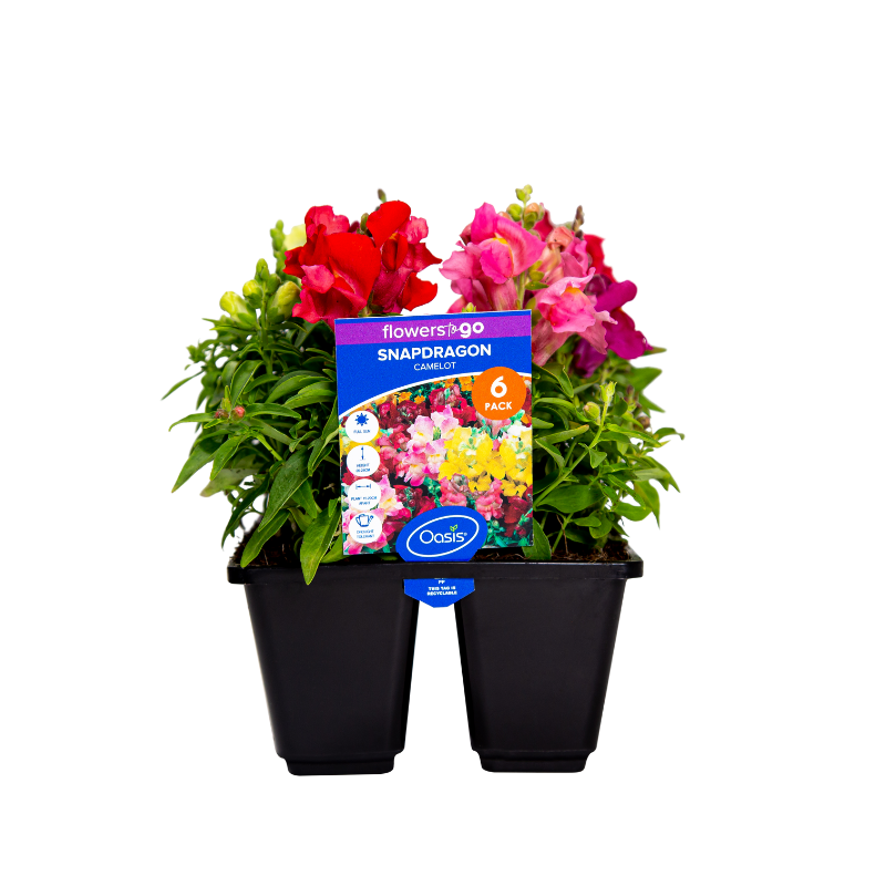 Oasis Horticulture Pty Ltd SNAPDRAGON CAMELOT FLOWERS TO GO 6 CELL PACK