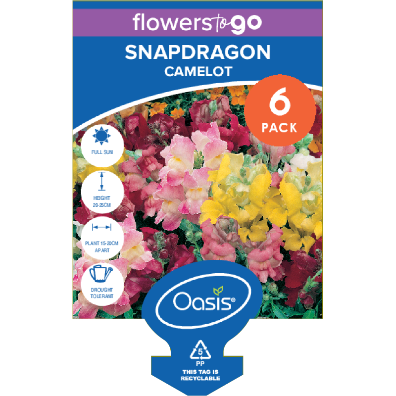 Oasis Horticulture Pty Ltd SNAPDRAGON CAMELOT FLOWERS TO GO 6 CELL PACK