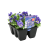  VIOLA BLUE PORCELAIN FLOWERS TO GO 6 CELL PACK