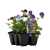  VIOLA BUTTERFLY STORM FLOWERS TO GO 6 CELL PACK