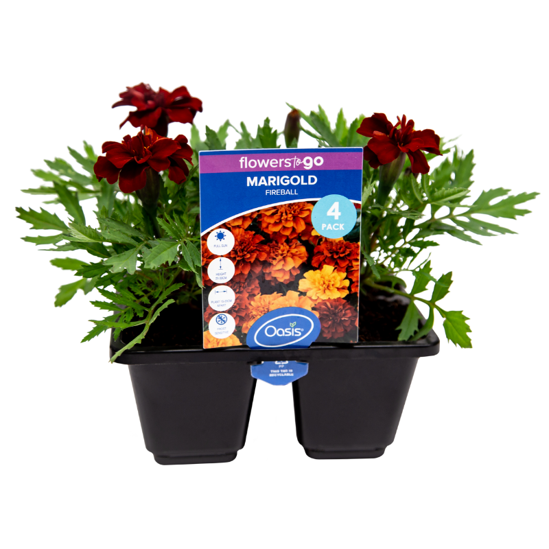 Oasis Horticulture MARIGOLD FIREBALL FLOWERS TO GO 4 CELL PACK