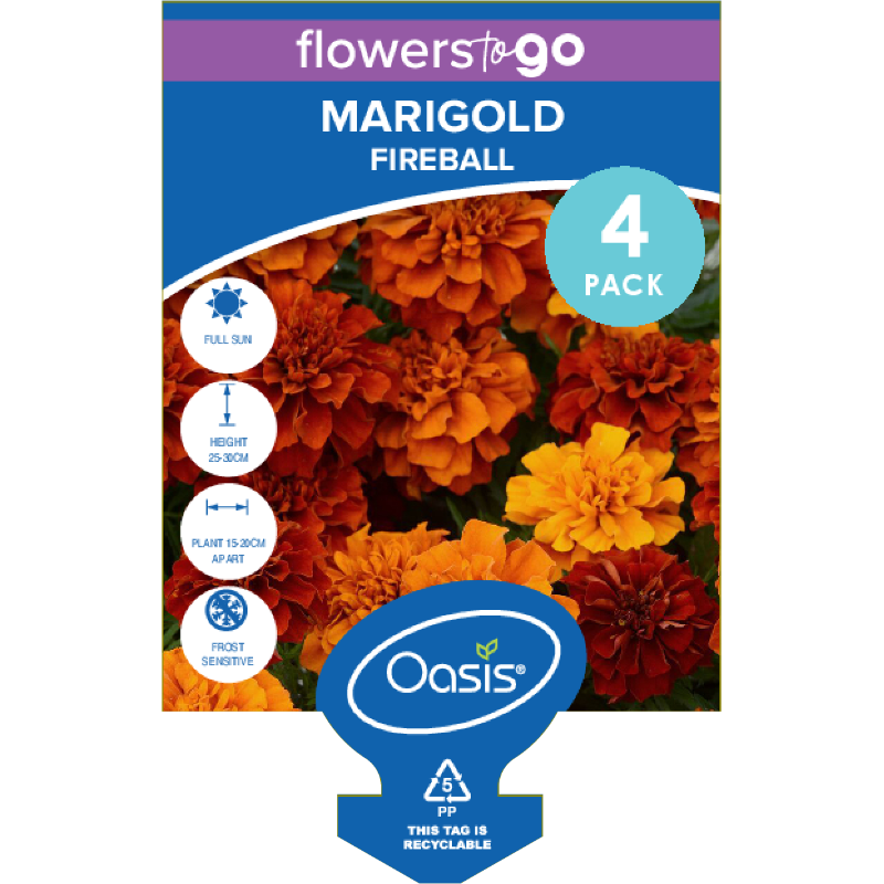 Oasis Horticulture MARIGOLD FIREBALL FLOWERS TO GO 4 CELL PACK