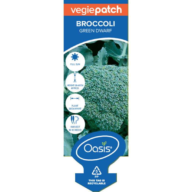 Oasis Horticulture BROCCOLI GREEN DWARF VEGIE PATCH