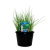  CHIVES GREEN ZEST 200MM POT