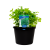  PARSLEY ITALIAN ZEST 200MM POT