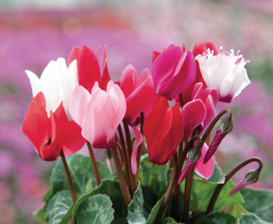 Oasis Horticulture Pty Ltd | CYCLAMEN MINI MIX FLOWERS TO GO 4 CELL PACK