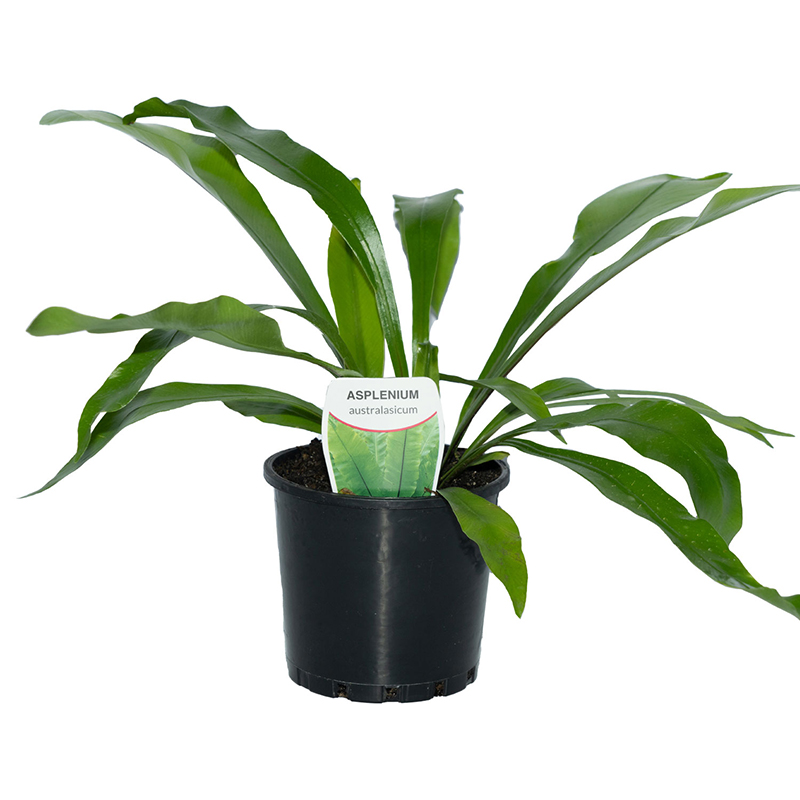 Oasis Horticulture SONTERS BIRDS NEST FERN 100MM oasis-horticulture-sonters-birds-nest-fern-100mm