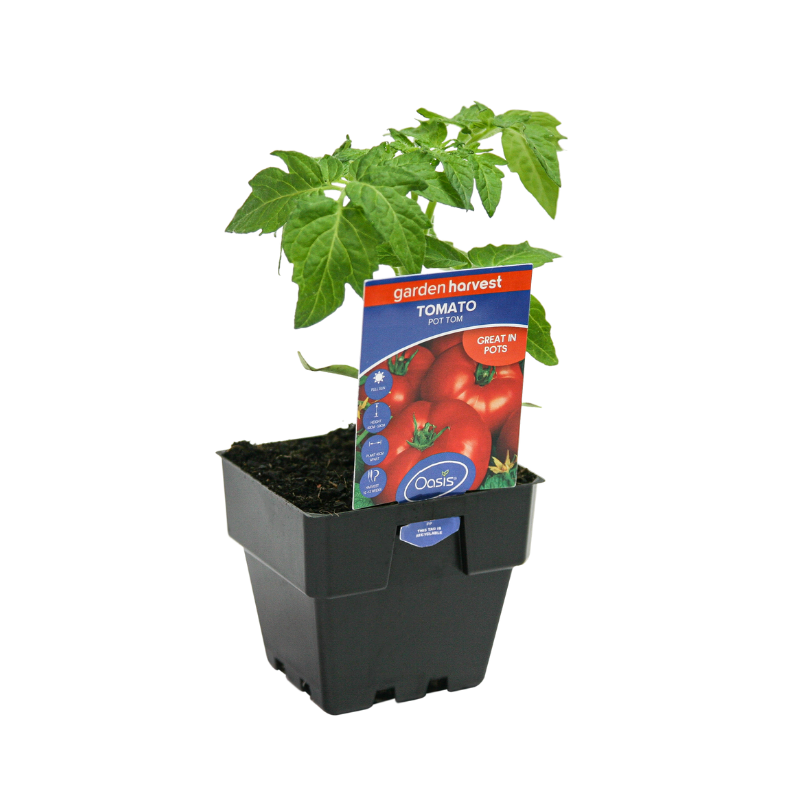 Oasis Horticulture Pty Ltd Tomato Pot Tom
