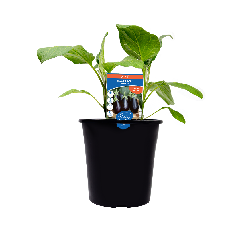 Oasis Horticulture Pty Ltd EGGPLANT BONICA ZEST 180MM POT