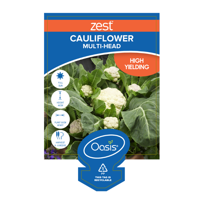 Oasis Horticulture CAULIFLOWER MULTIHEAD ZEST 180MM POT
