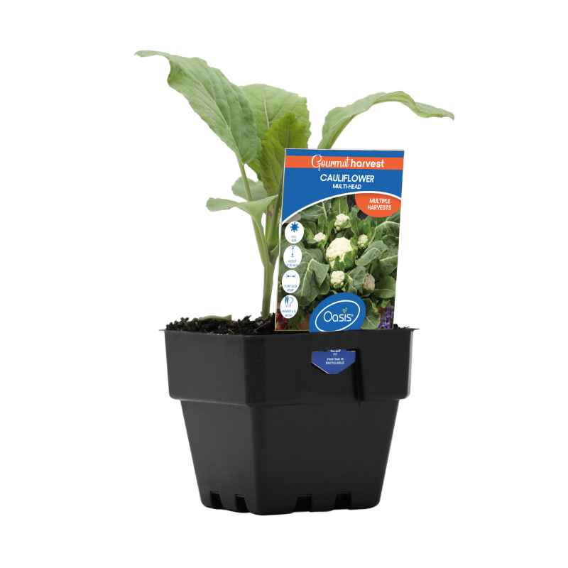 Oasis Horticulture Pty Ltd CAULIFLOWER MULTIHEAD GOURMET HARVEST 125MM