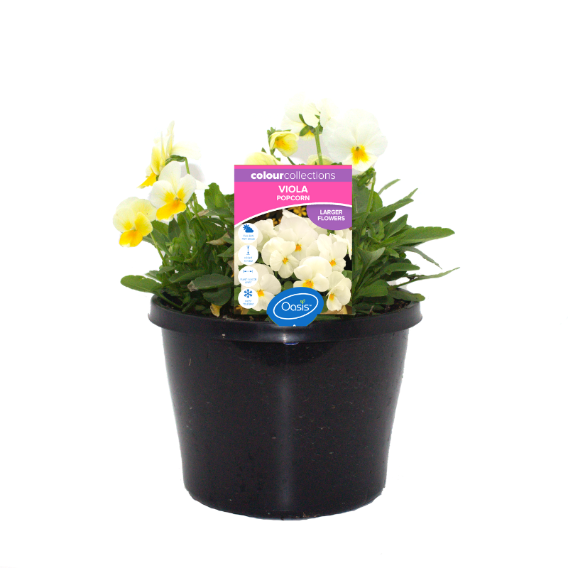 Oasis Horticulture Pty Ltd Viola Popcorn