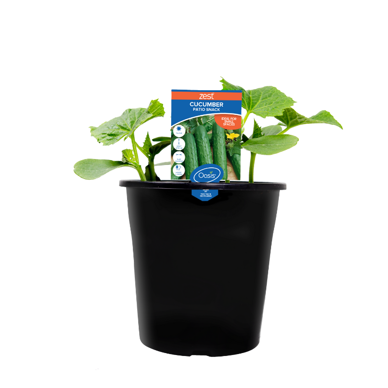 Oasis Horticulture Pty Ltd Cucumber Patio Snack