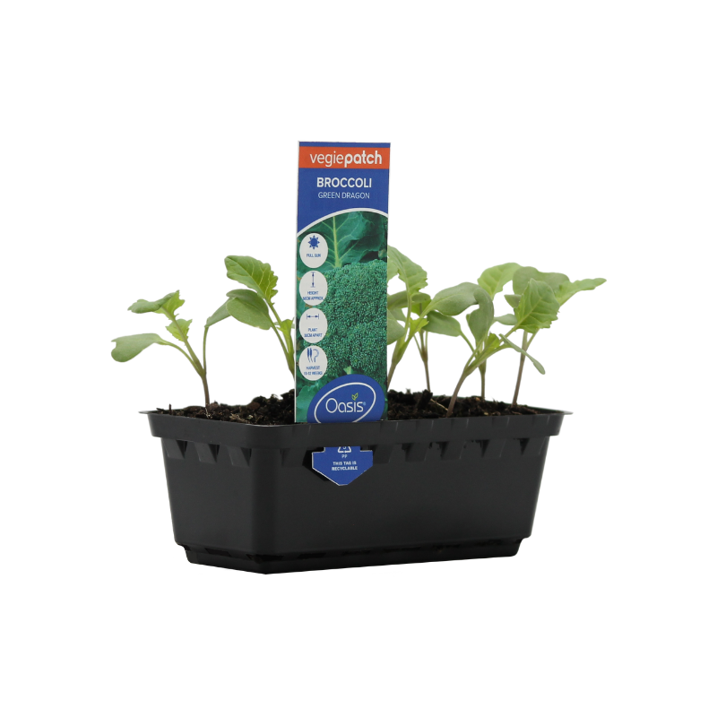 Oasis Horticulture Pty Ltd Broccoli Green Dragon