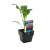  KALE CANDY CRUSH GOURMET HARVEST 125MM POT