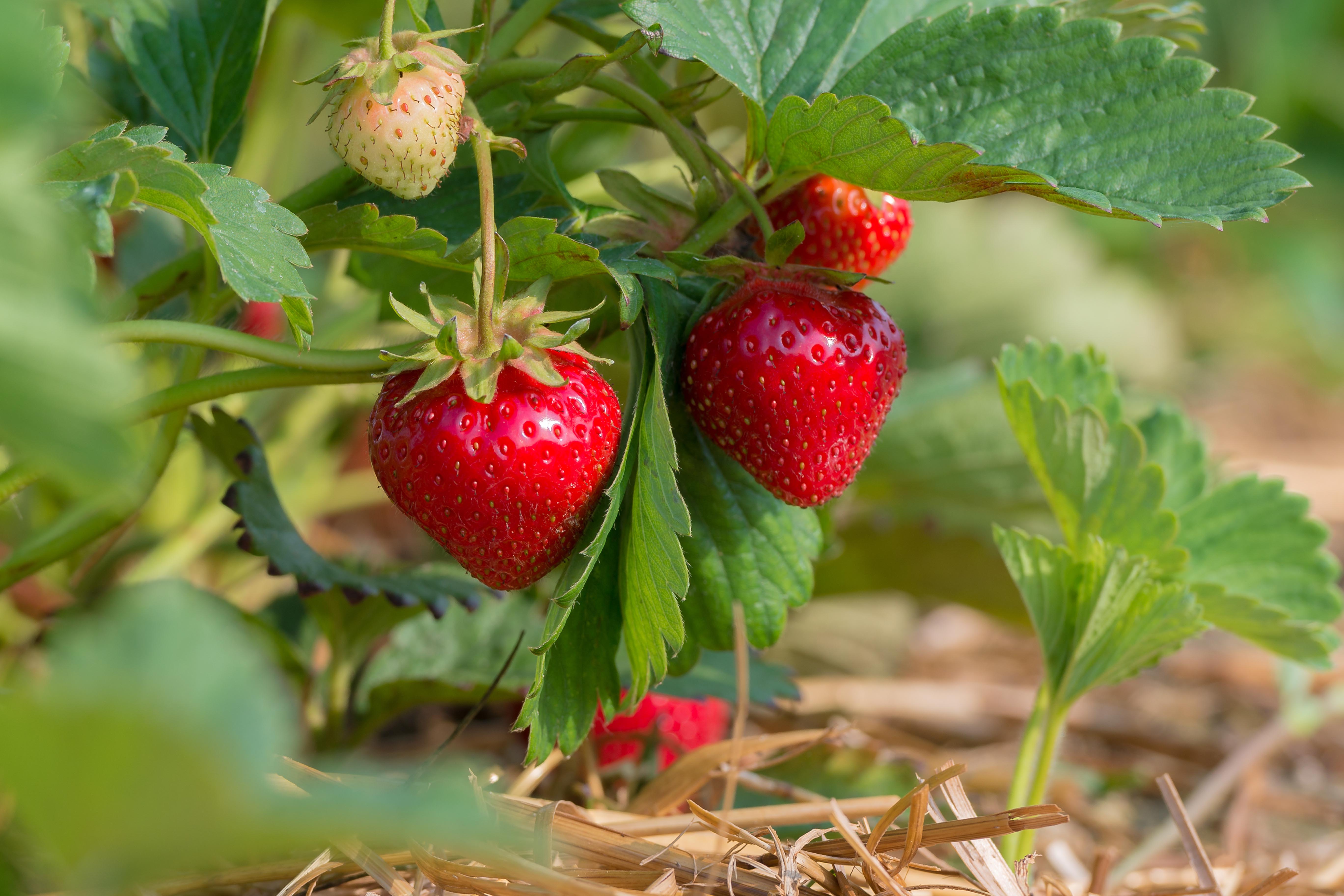 Oasis Horticulture | STRAWBERRY SUPREME GOURMET HARVEST